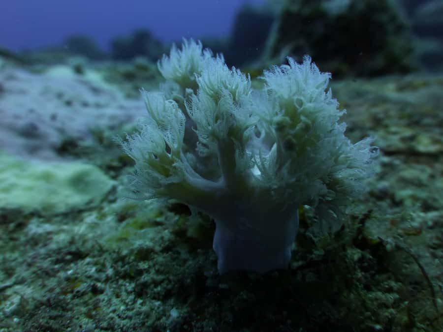 Tamarin Bay: Beginners Scuba Diving Experience - From the pool to the boat