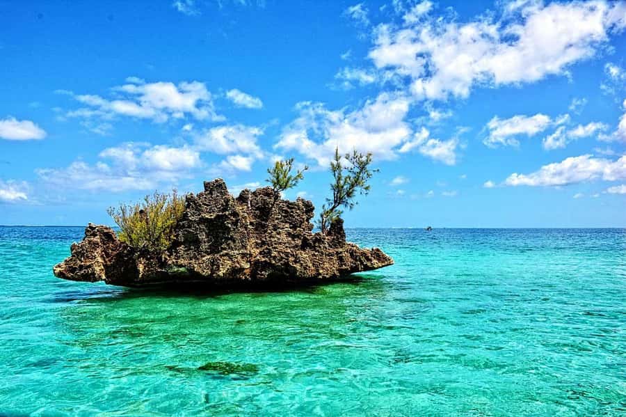 Tamarin: Dolphin Snorkel, CrystalRock, ile o Benitiers Lunch - Key points to know before you book