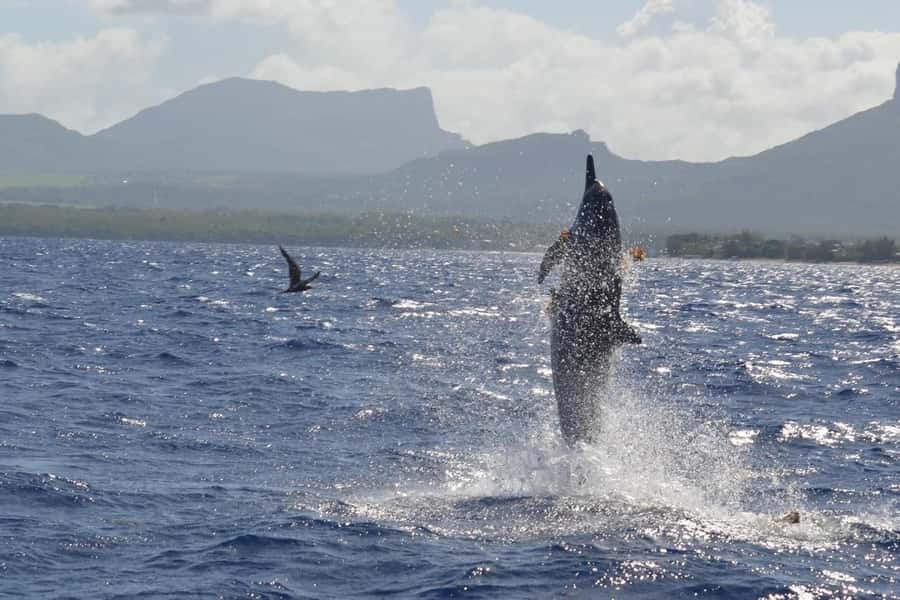Tamarin: Dolphin Snorkel, CrystalRock, ile o Benitiers Lunch - Crystal Rock and the mountain views