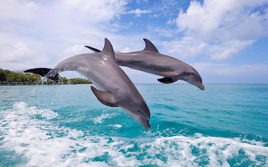 Tamarin: Dolphin Snorkel, CrystalRock, ile o Benitiers Lunch - Who should book this Tamarin outing?