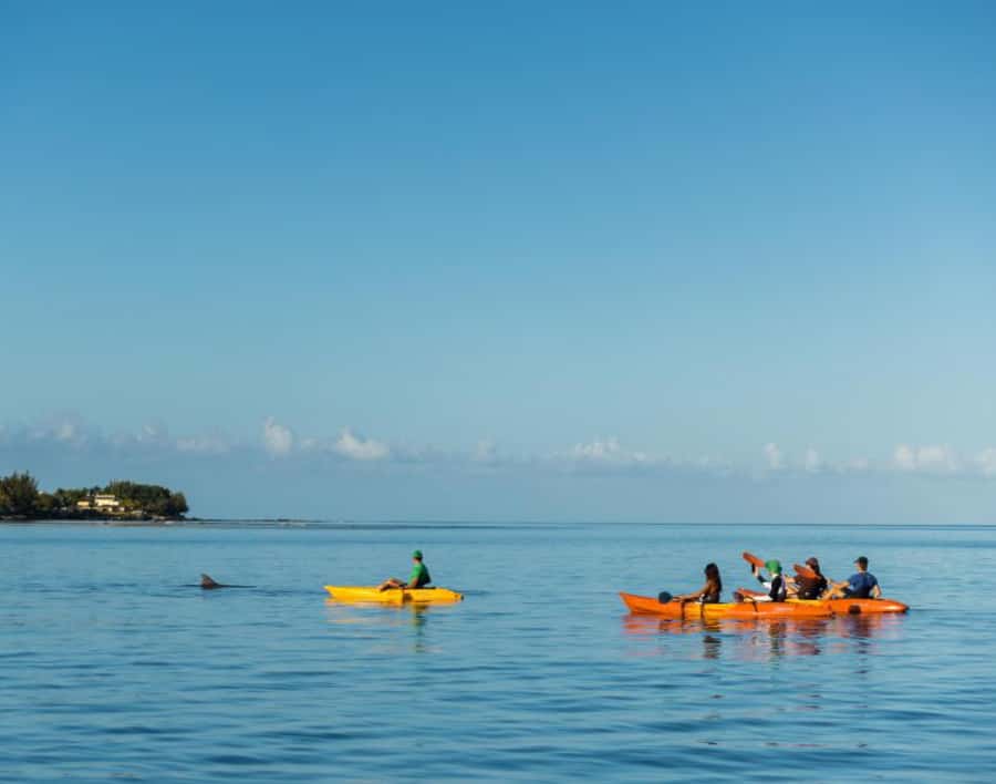 Tamarin: Guided Kayak Tour with Dolphins - Sunrise on Tamarin Bay