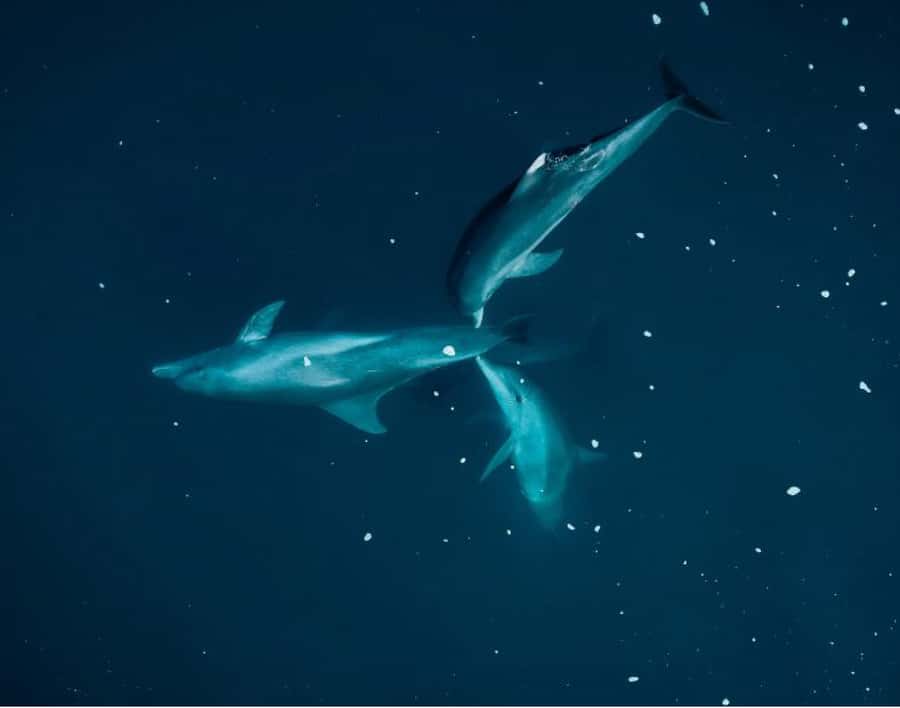 Tamarin: Guided Kayak Tour with Dolphins - What the dolphin encounter feels like from a kayak