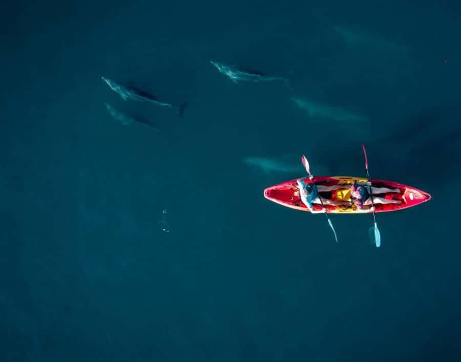 Tamarin: Guided Kayak Tour with Dolphins - Paddling into the bay for dolphins