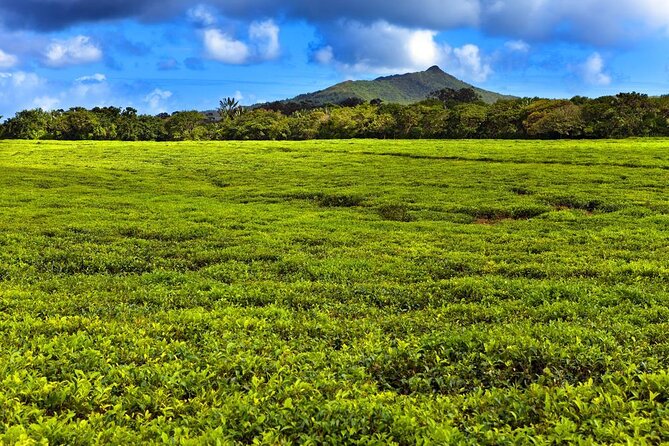 Tea and Culture Route - Amma Tookay Temple and a story of rebuilding