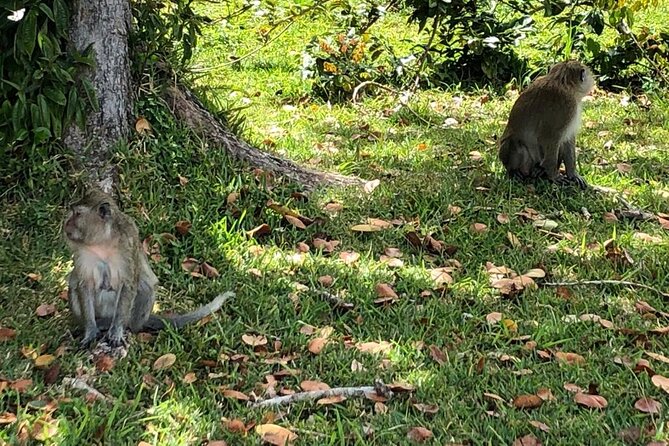 Tea and Culture Route - Mare aux Vacoas, Mauritius’s main water reserve