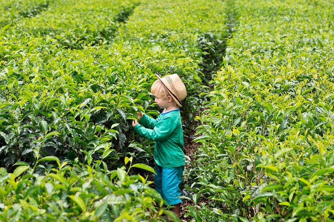 Tea Experience in the Exotic South of Mauritius Private tour. - Lunch keeps the long route practical
