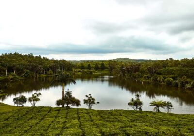 Tea Route: Lake, Forest, Tea Plantation & 3 Course Lunch