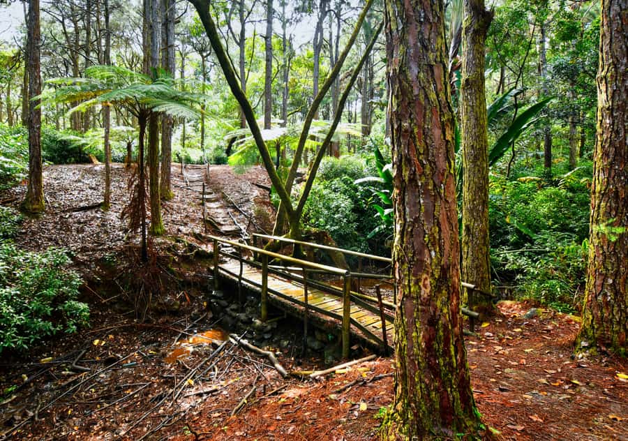 Tea Route: Lake, Forest, Tea Plantation & 3 Course Lunch - Mare aux Vacoas and the Sofie Nature Walk
