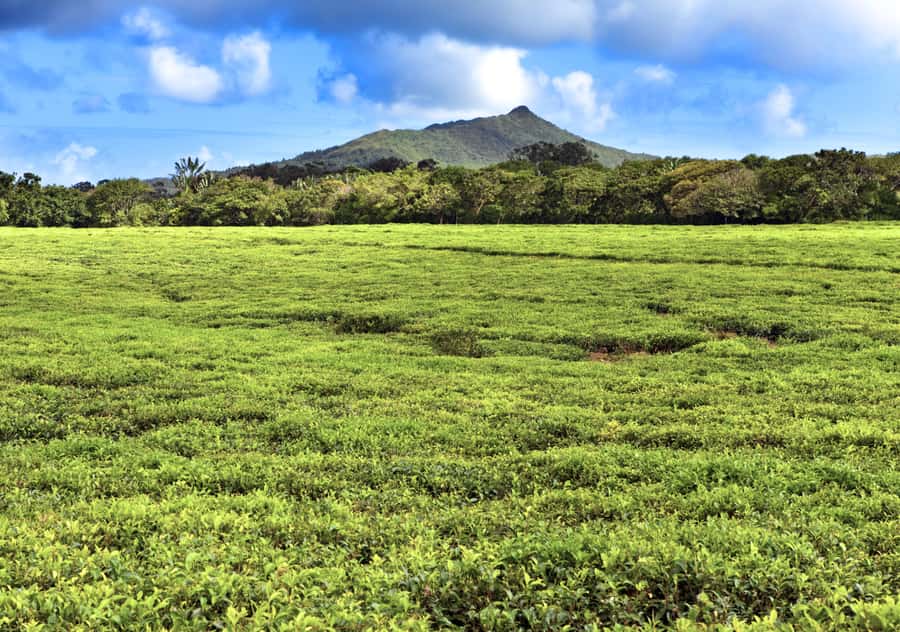 Tea Route: Lake, Forest, Tea Plantation & 3 Course Lunch - Grand Bassin: Mauritius’s spiritual center