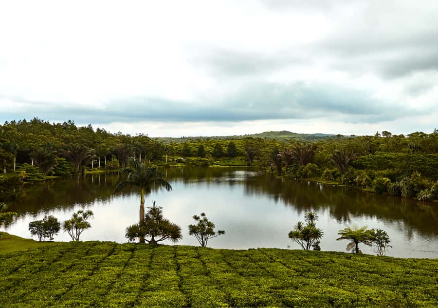 Tea Route: Lake, Forest, Tea Plantation & 3 Course Lunch - Trou aux Cerfs: a quick look at a dormant volcano