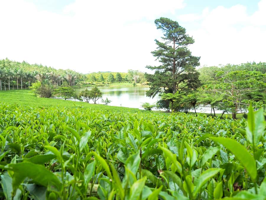 Tea, Rum & Vanilla Route - Bois Chéri: from tea leaf to tasting cup