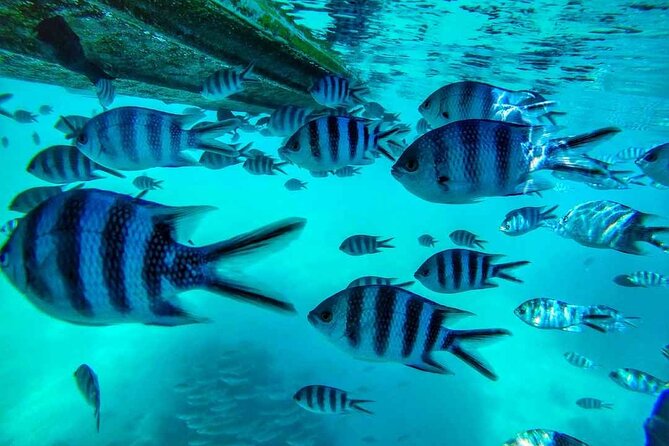 The Adventure East of Mauritius: 3-Watersport Activities & Blue-Bay Marine Park - Snorkeling at Blue Bay Marine Park