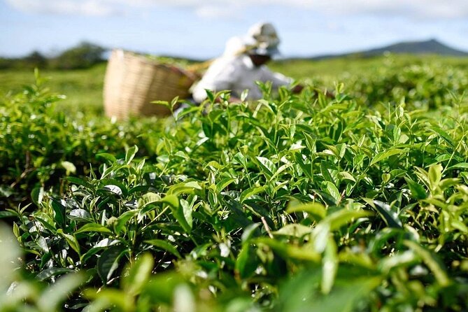 The East Discovery Tour: Bois-Cheri Tea Factory, Blue-Bay Marine Park & Lunch - Who should book this East Mauritius day?