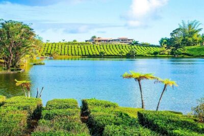 The Gorgeous East: Bois Cheri Tea factory, Rhumerie St-Aubin, Mahebourg & Lunch