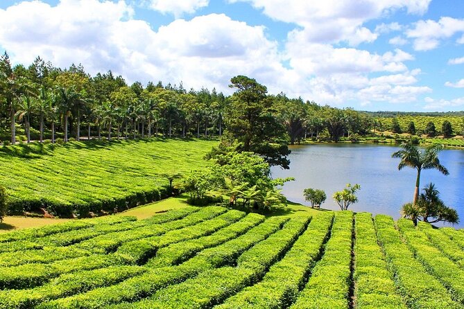 The Tea Story with Lunch - Starting with the plantation and factory