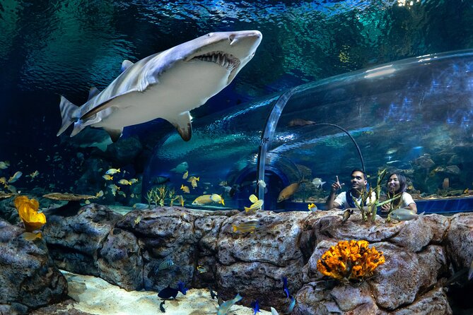 Ticket to the largest Oceanarium of the Mascarene Islands - What you see inside the 45 aquatic habitats
