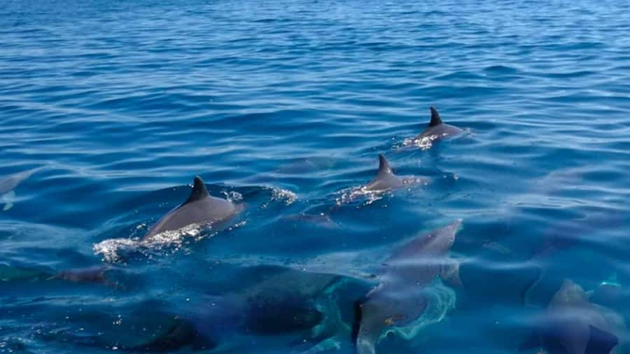 Trou d'Eau Douce: 5 Island Adventure with BBQ & Snorkeling - GRSE waterfall and the monkey encounter