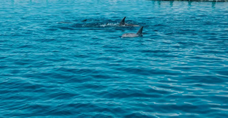Trou D'Eau Douce: 5 island tour Mauritius with lunch/drinks - The first ride toward Île aux Cerfs