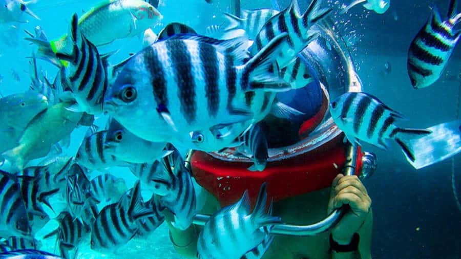 Walking under the sea in Mauritius with transfer - What You See Along the Underwater Trail