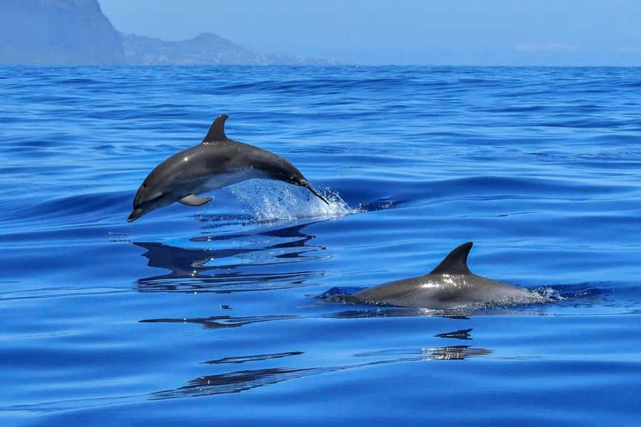 West: Swim wz dolphins, Crystal Rock, Lunch Benitiers island - Starting early from west Mauritius