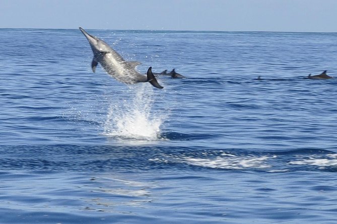 Whale and Dolphin Watching Private Boat Tour from Mauritius - Dolphins First, Whales After
