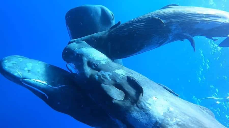 Whale & Dolphins Swimming - Private Speedboat Exclusive Tour - Key points to know before booking