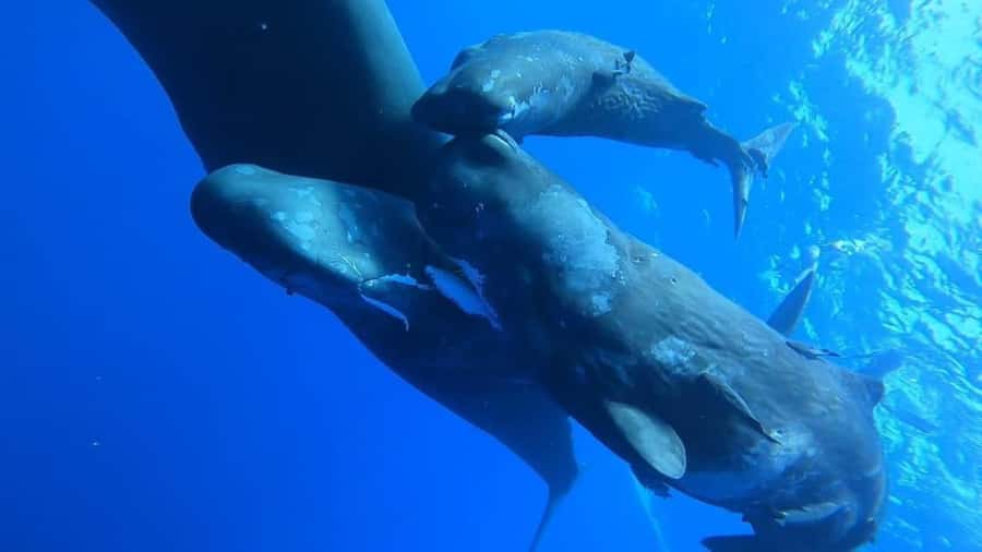 Whale & Dolphins Swimming - Private Speedboat Exclusive Tour - A private speedboat changes the feel of the morning