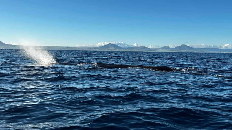 Whale & Dolphins Swimming - Private Speedboat Exclusive Tour - Searching for dolphins in their natural setting