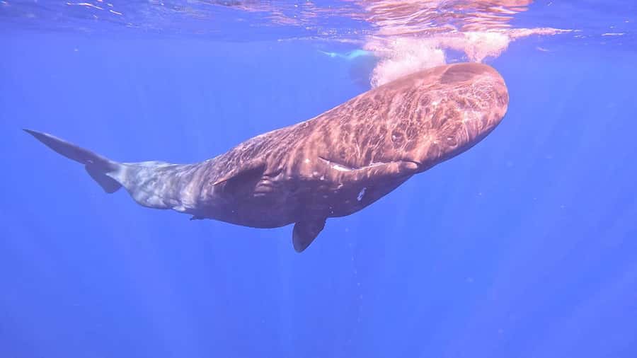Whale & Dolphins Swimming - Private Speedboat Exclusive Tour - Lagoon cruising and the iconic spots