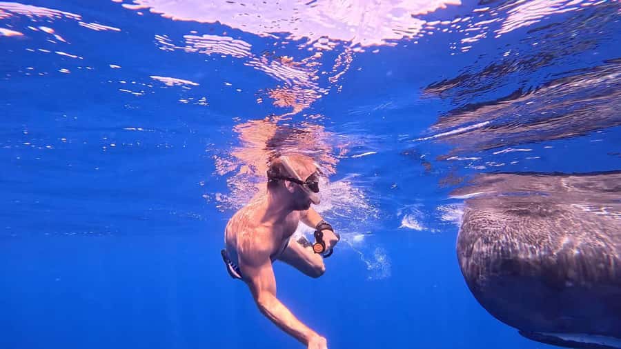 Whale & Dolphins Swimming - Private Speedboat Exclusive Tour - What the $778 price really buys