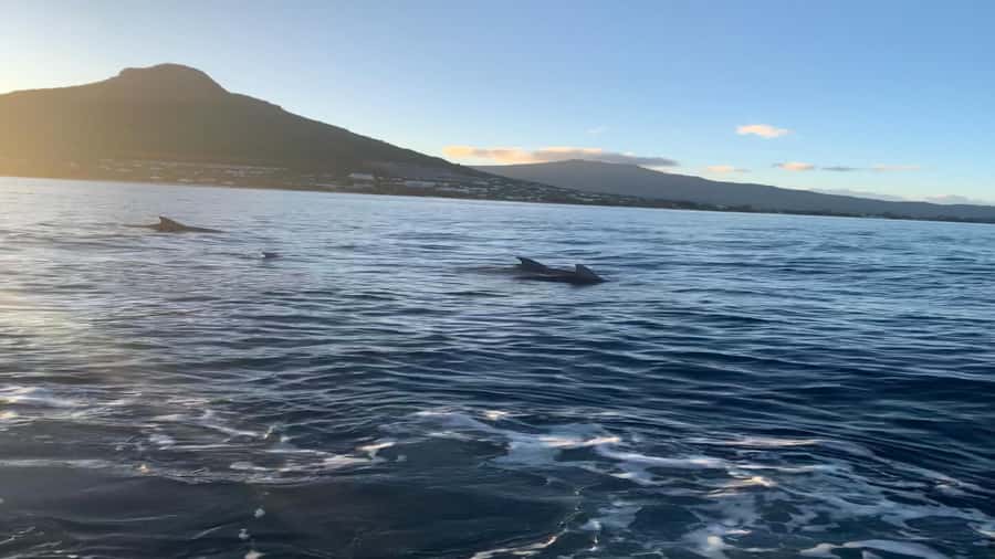 Whale & Dolphins Swimming - Private Speedboat Exclusive Tour - Breakfast and the early start
