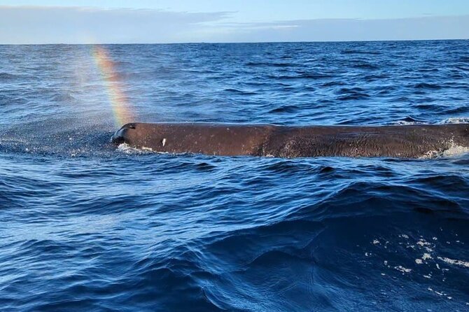 Whale Dream ltd - Whales watching and swim with dolphins - Leaving Rivière Noire before the island wakes