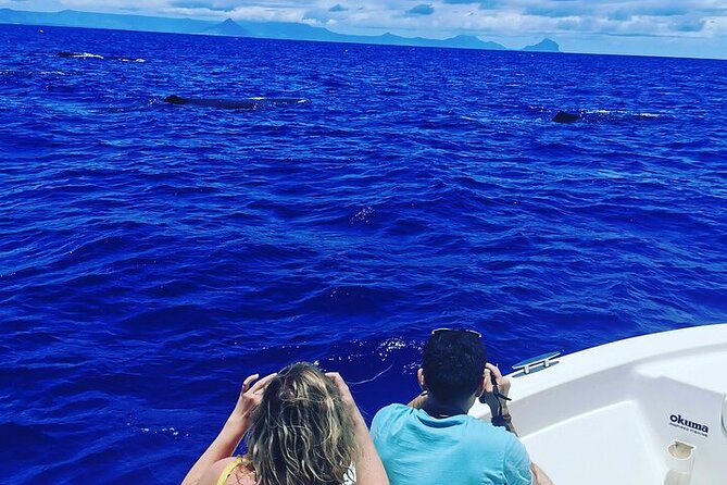 Whale Dream ltd - Whales watching and swim with dolphins - Watching whales without crowding them