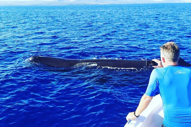 Whale Dream ltd - Whales watching and swim with dolphins - Snorkeling in a clear lagoon