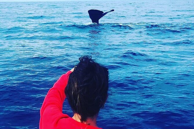 Whale Dream ltd - Whales watching and swim with dolphins - Meeting spinner and bottlenose dolphins