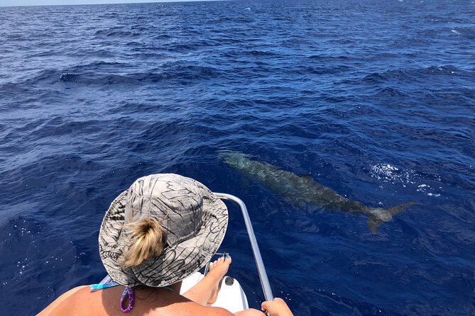 Whale Watching and Private Ocean Safari Experience in Mauritius - The oceanographer-led approach