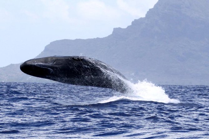 Whale watching - The ride toward the whale grounds