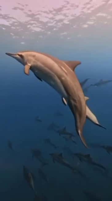Wild Dolphin Encounter & Snorkeling Adventure – Mauritius. - Quick points before you book