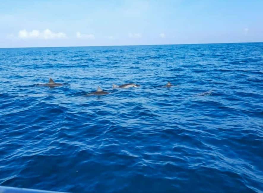 Wild Dolphin Encounter & Snorkeling Adventure – Mauritius. - Heading toward the wild dolphins