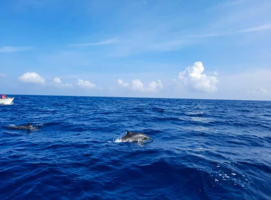 Wild Dolphin Encounter & Snorkeling Adventure – Mauritius. - Snorkeling in clear coastal water
