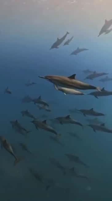 Wild Dolphin Encounter & Snorkeling Adventure – Mauritius. - The conservation question