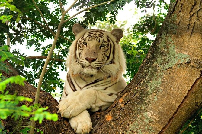 Wild South West Tour : SAFARI & TULAWAKA CASELA PARK & LE MORNE - Pizza and local life at Cascavelle